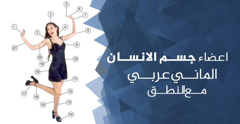 أعضاء جسم الإنسان – ألماني عربي مع اللفظ