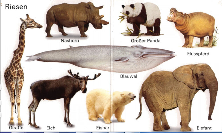 الحيوانات في اللغة الألمانية مع اللفظ والأمثلة